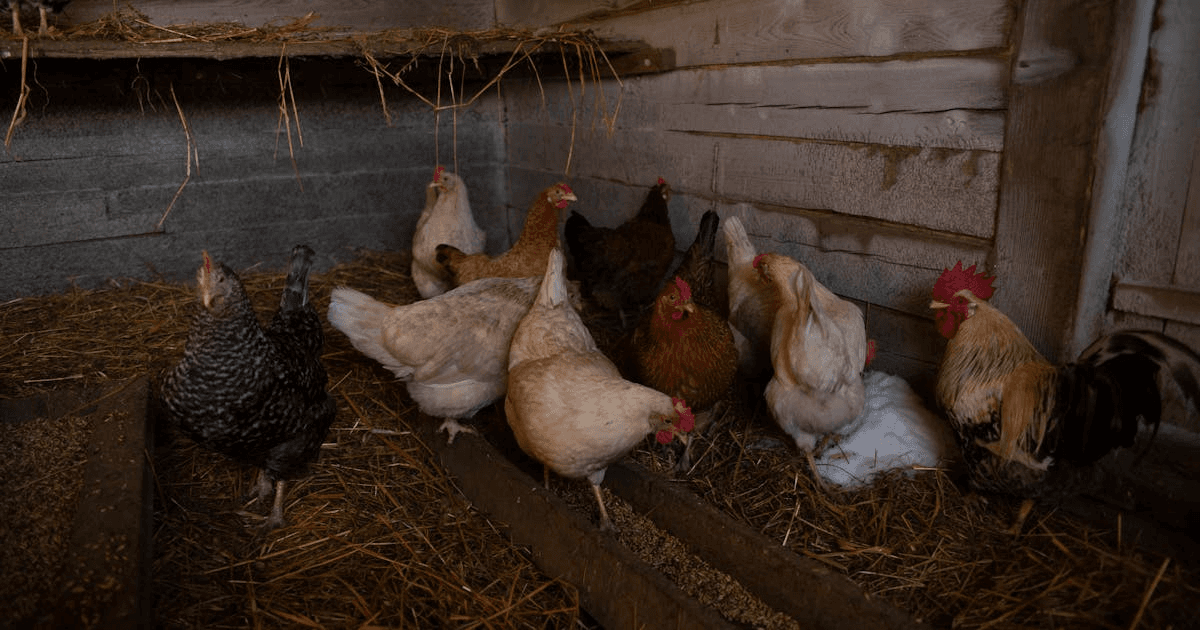Backyard Chickens: A Beginner's Guide to Your First Flock