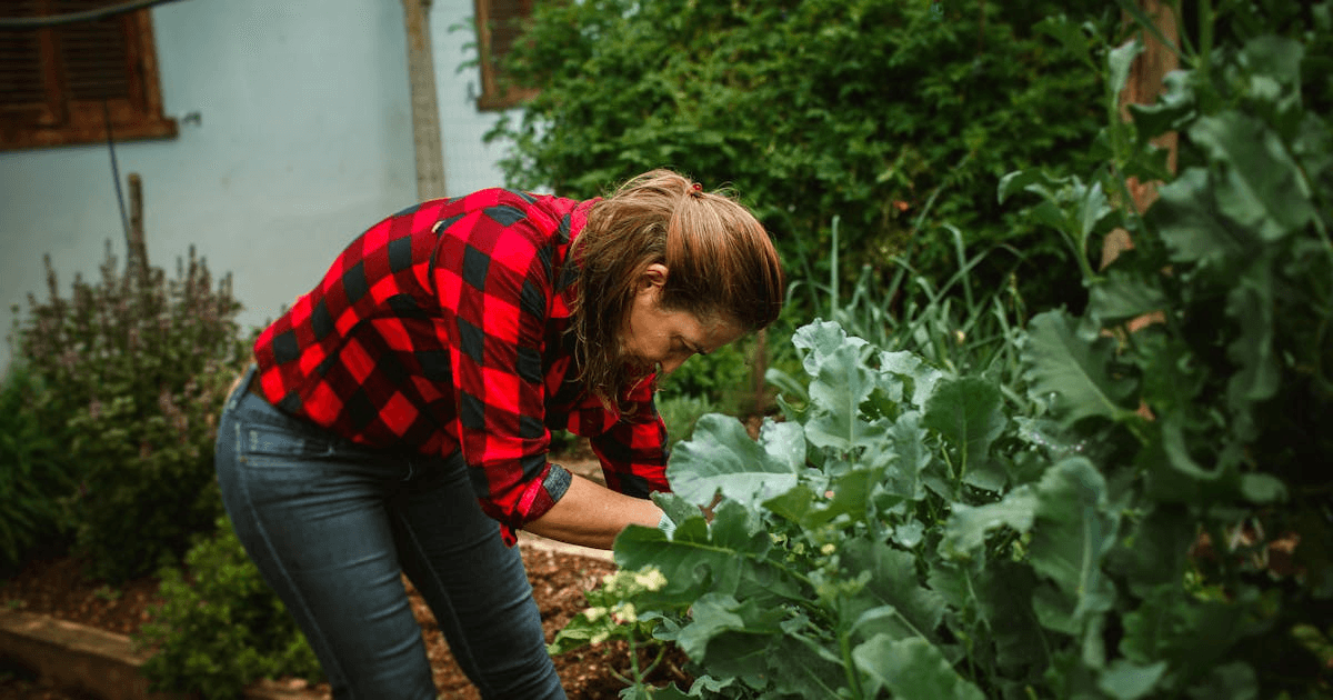 Getting Started with Homesteading (Even If You Live in the Suburbs)