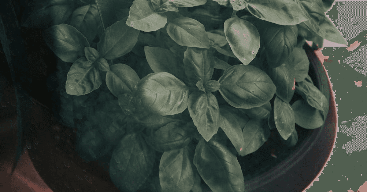 Growing Herbs at Home: A Complete Beginner's Guide